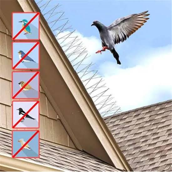Bird Spikes