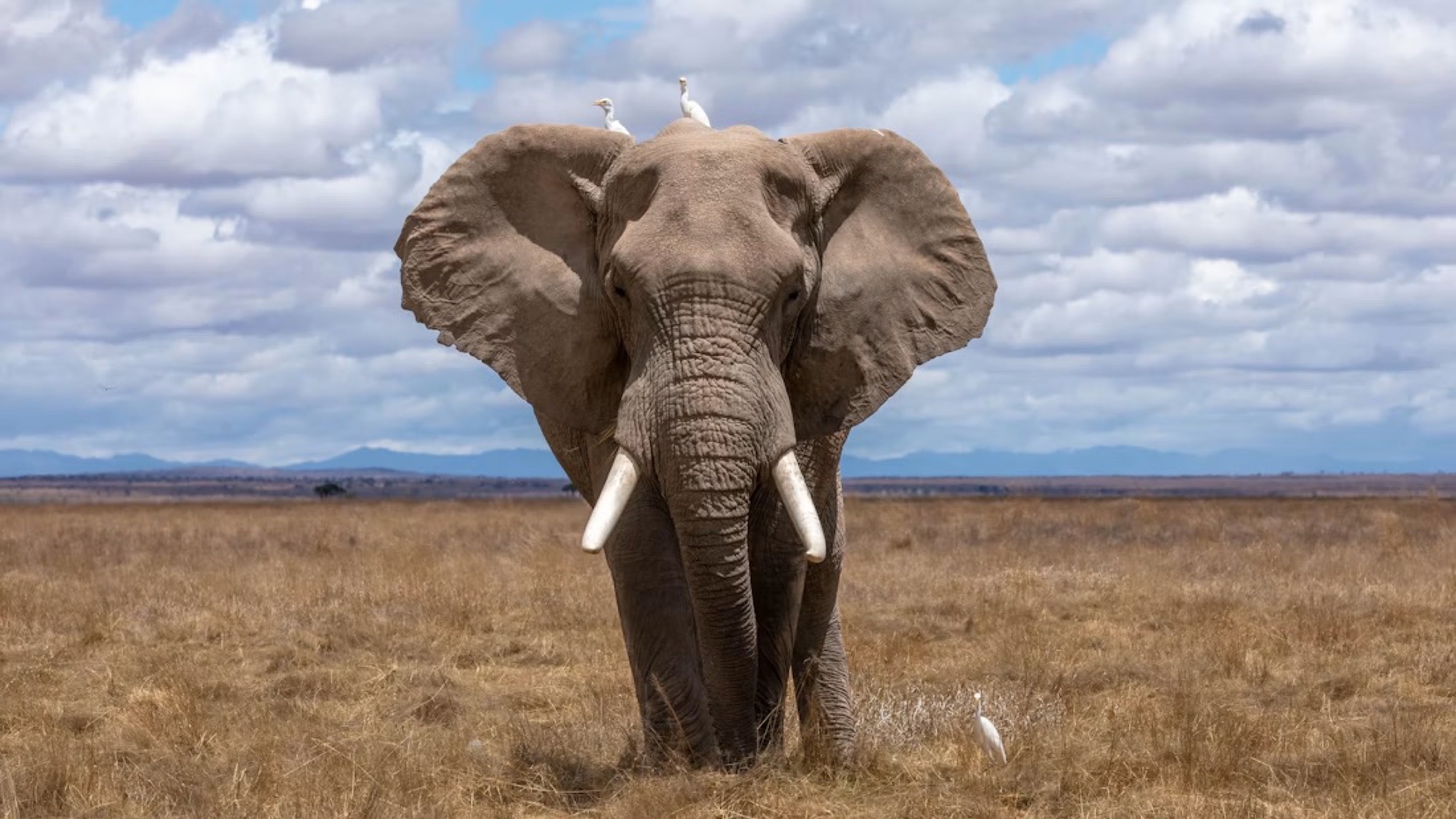 See elephants in the wild