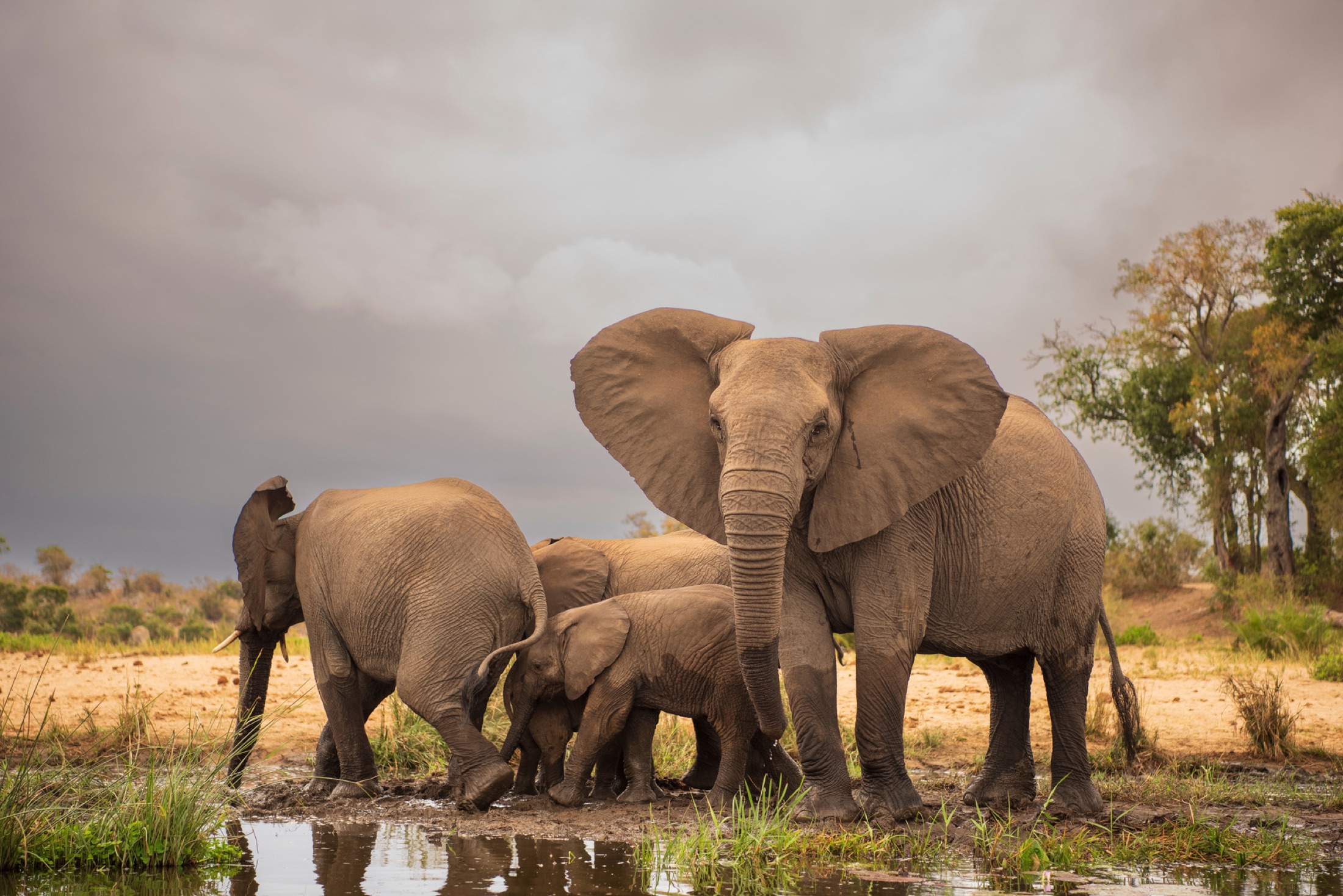 Wildlife
