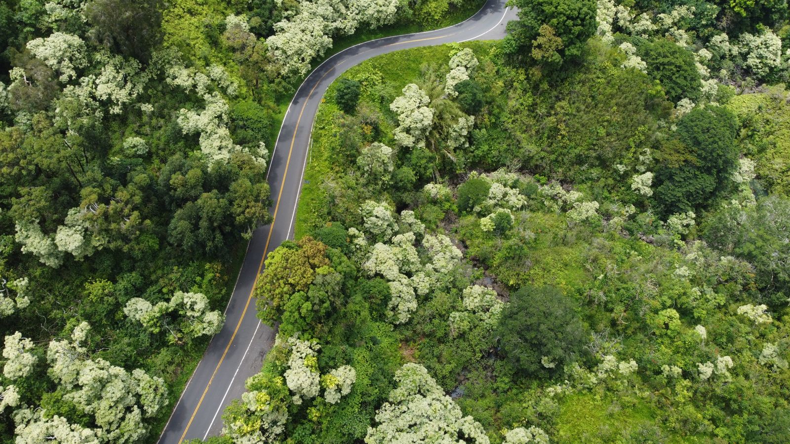 Aerial view of the winding Hana Highway through lush green rainforest on Maui