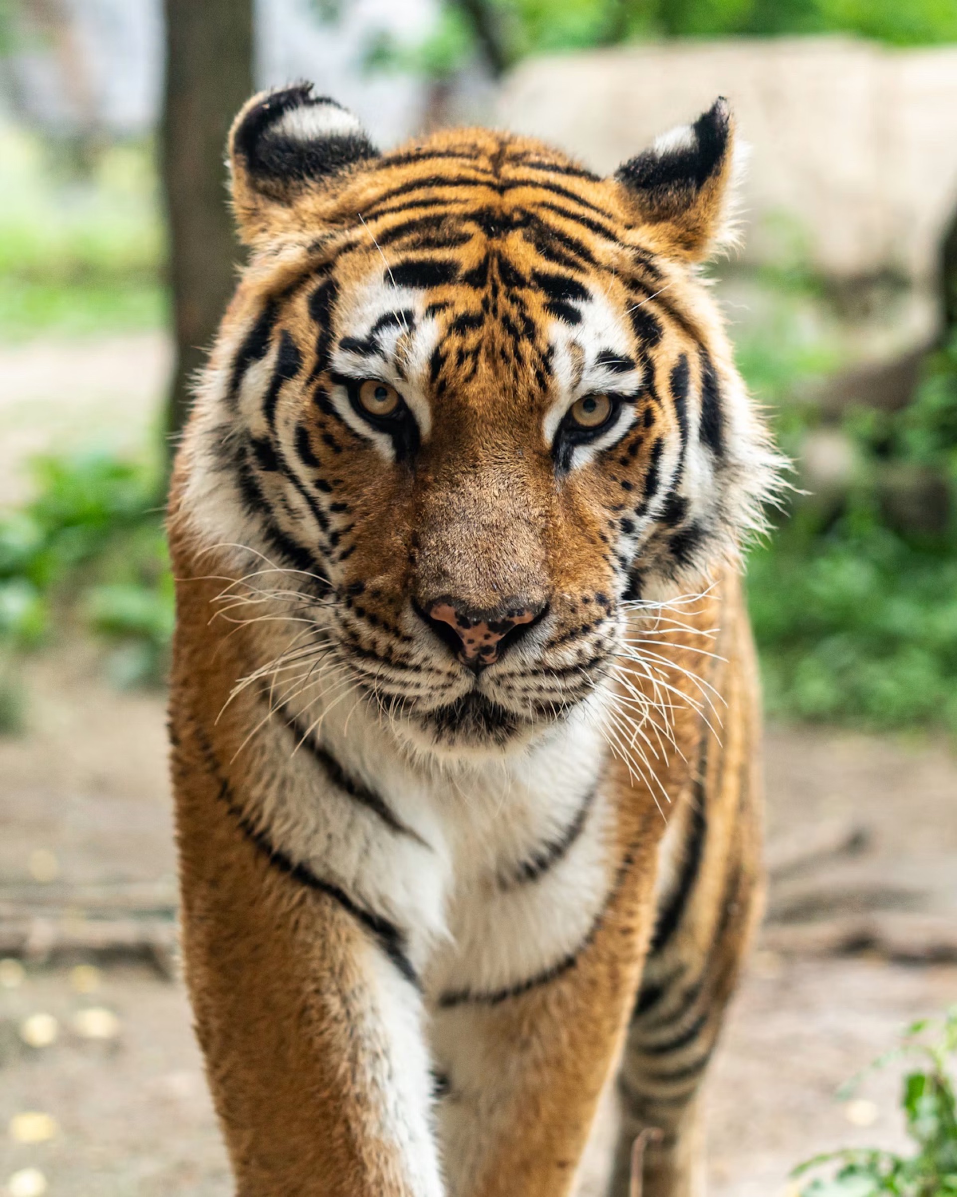 A Bengal tiger walking towards the camera