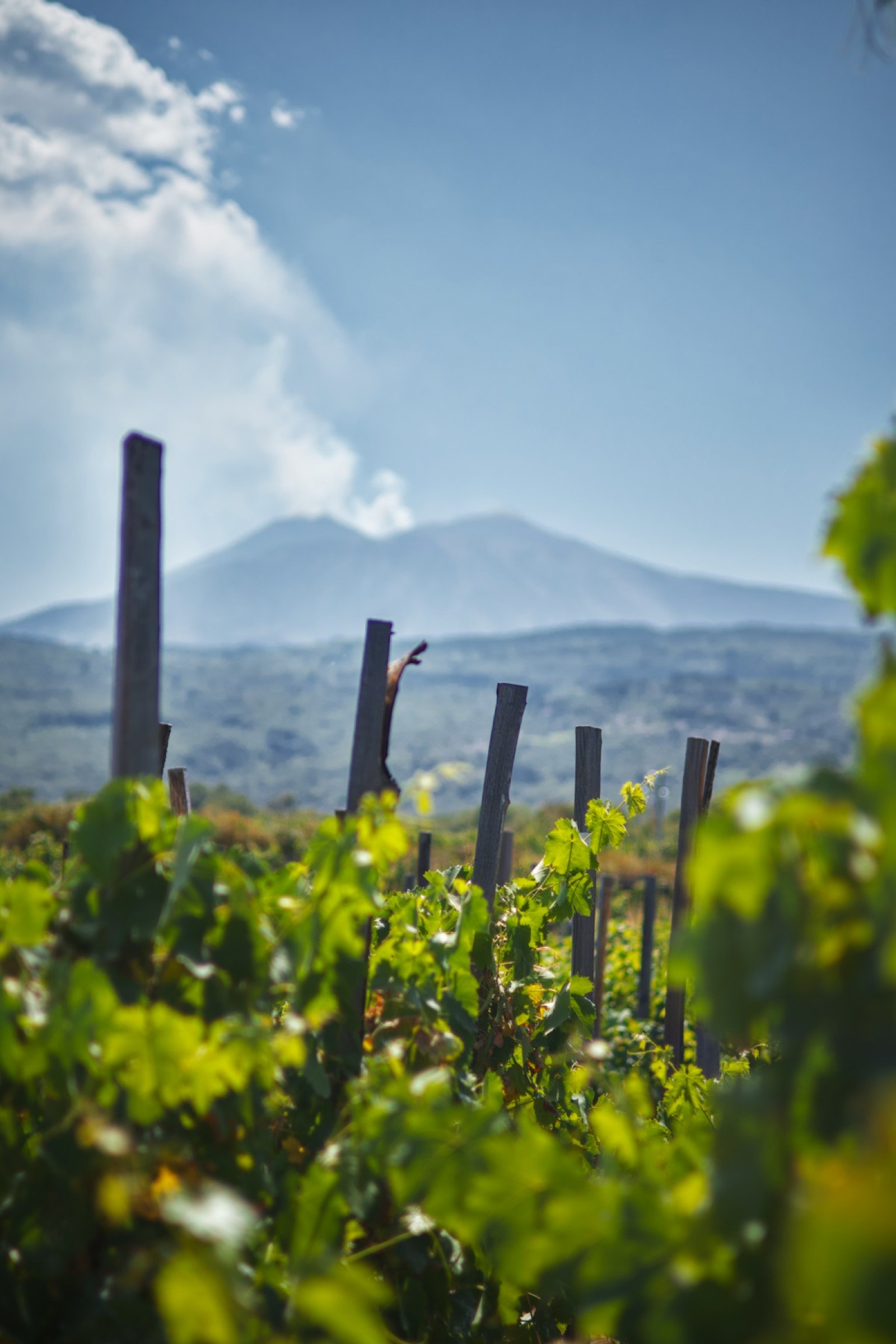 Vines with Mount Etna in the distance