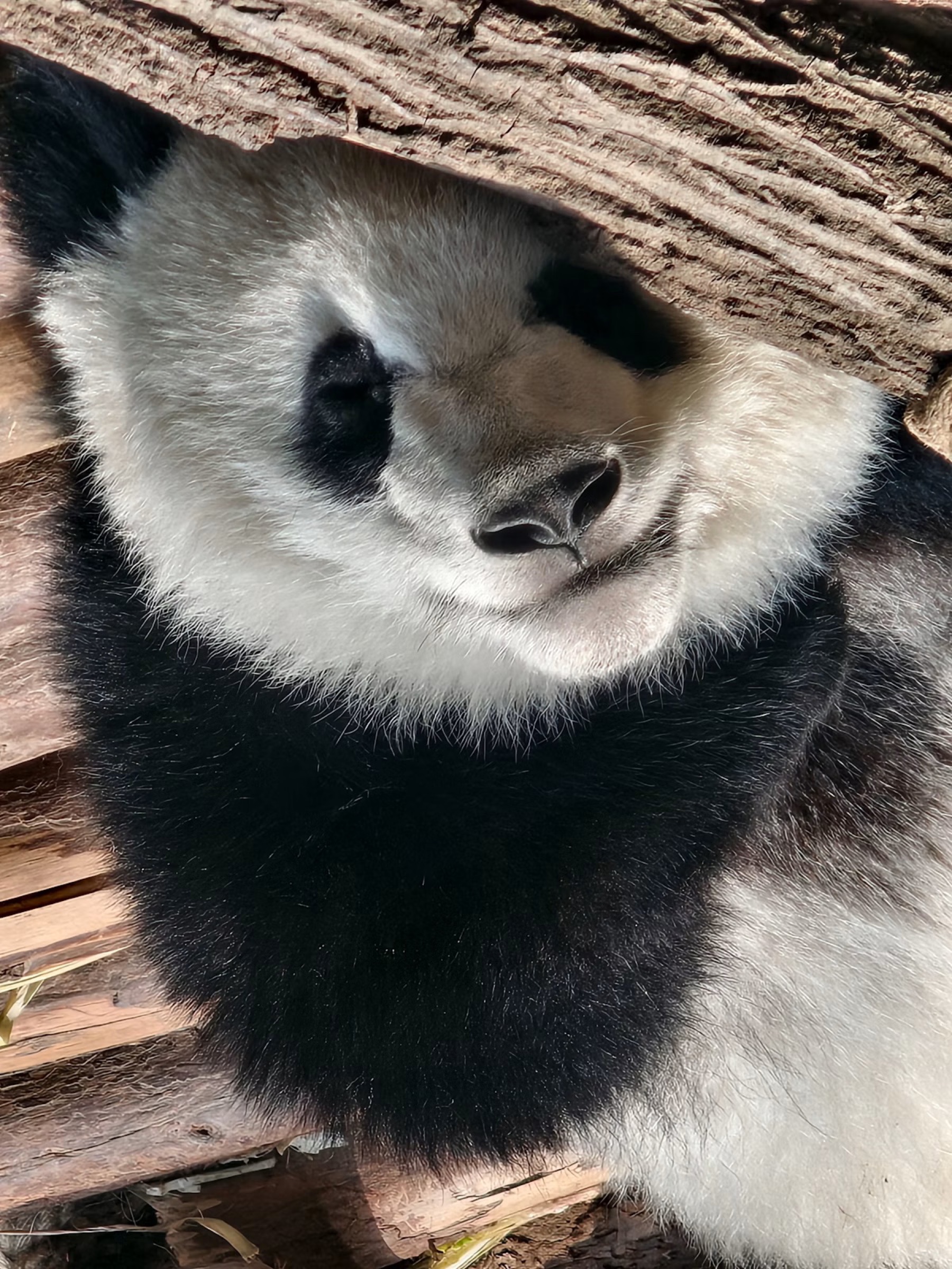 A giant panda resting its head on a wooden platform