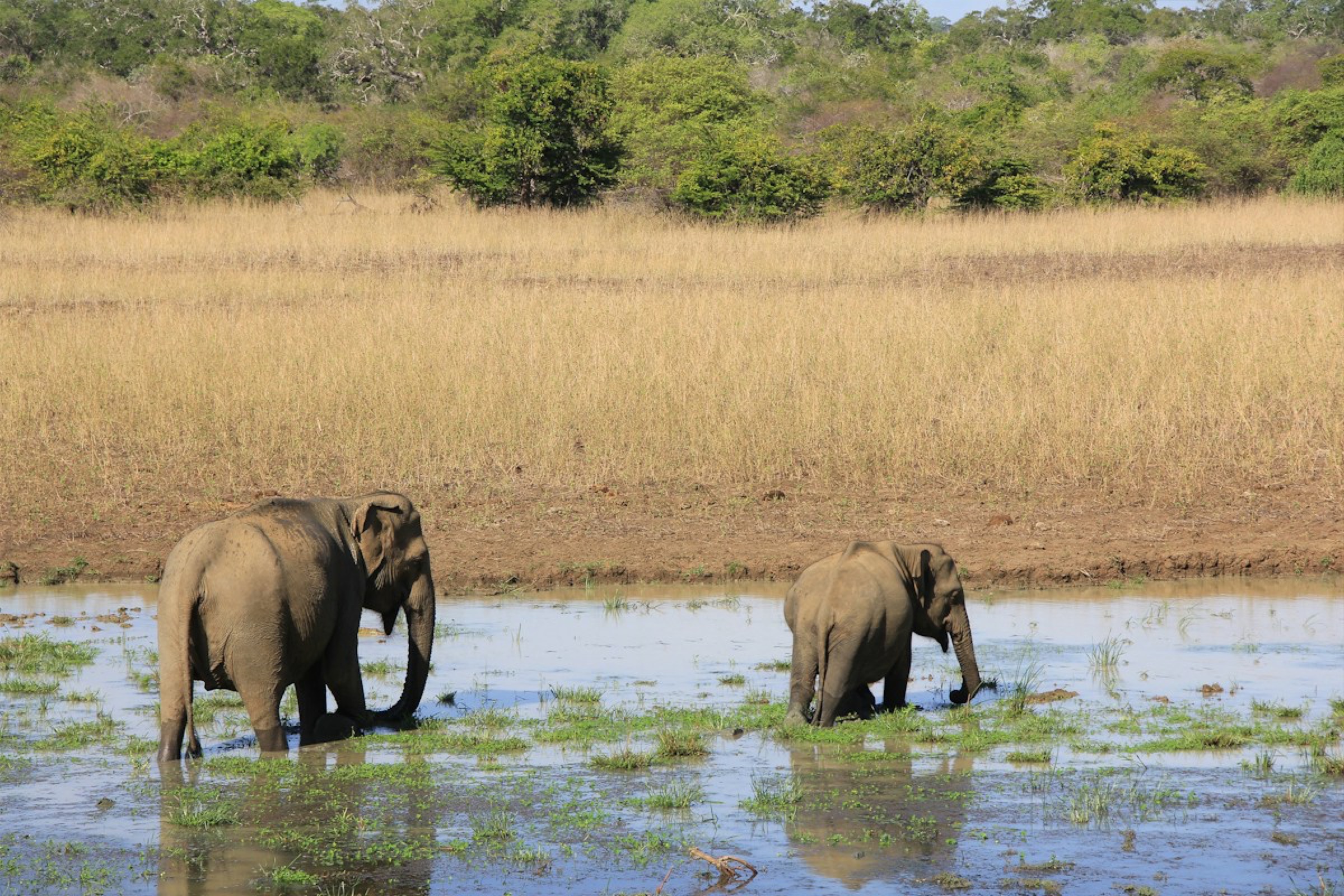 Elephants wading through a waterhole in Yala National Park