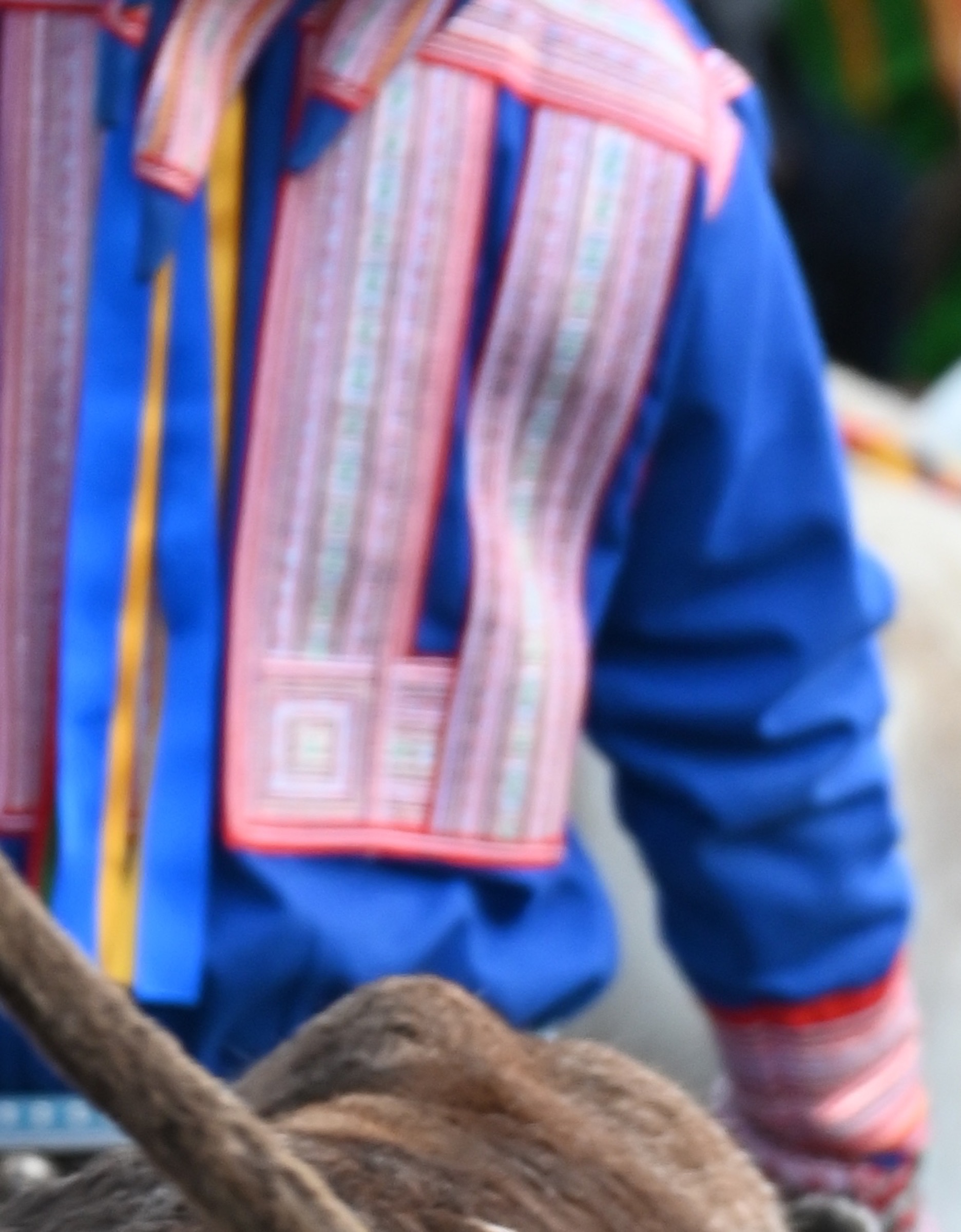 Traditional Sámi dress beside a reindeer
