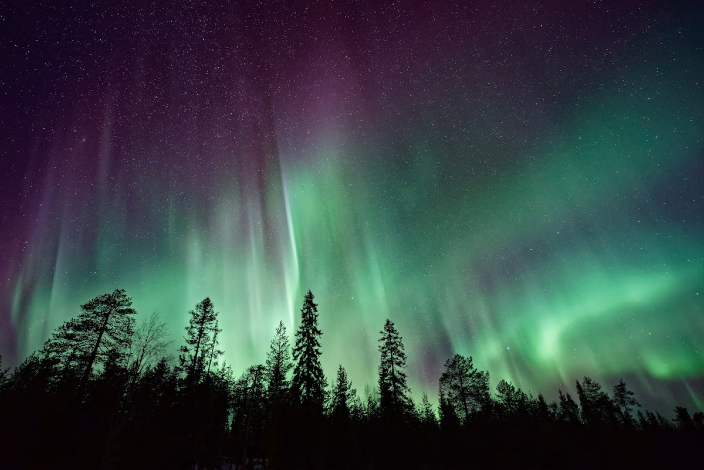 The Northern Lights over a pine forest