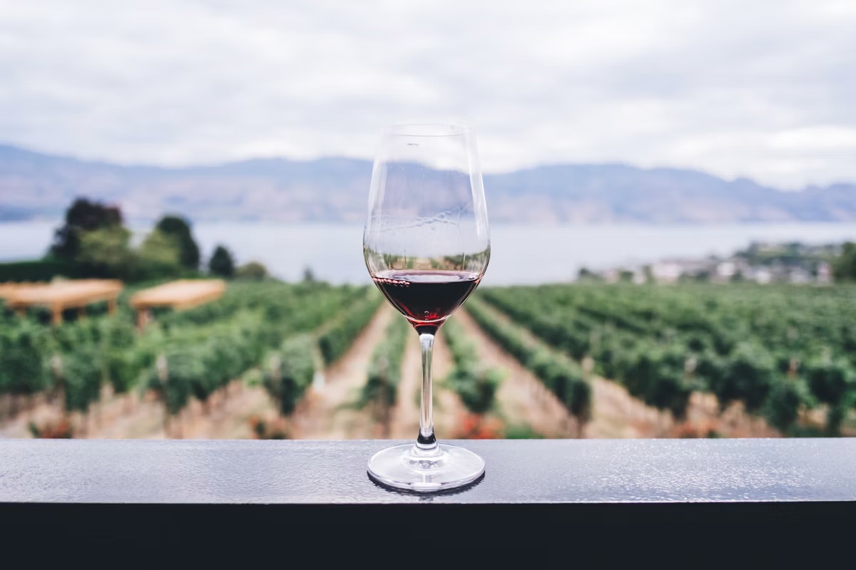 A glass of red wine overlooking vineyards